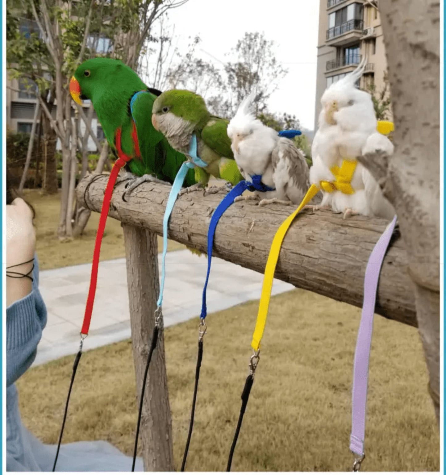 Pet Parrot Bird Harness Leash Adjustable Bird Flying Harness Traction Rope with Cute Wing for Parrots Pigeons Budgerigar Lovebird Cockatiel Mynah Outdoor Training Toy (S, Blue)