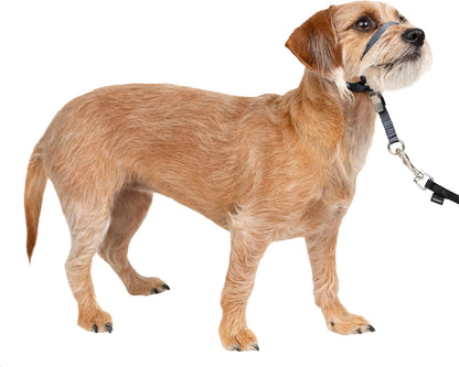 PetSafe Gentle Leader No Pull Dog Headcollar, Black, Medium | Veterinary Behaviorist-Designed No-Pull Headcollar Redirects Pulling Instinct, Padded Neoprene Nose Loop, Quick-Snap Fit