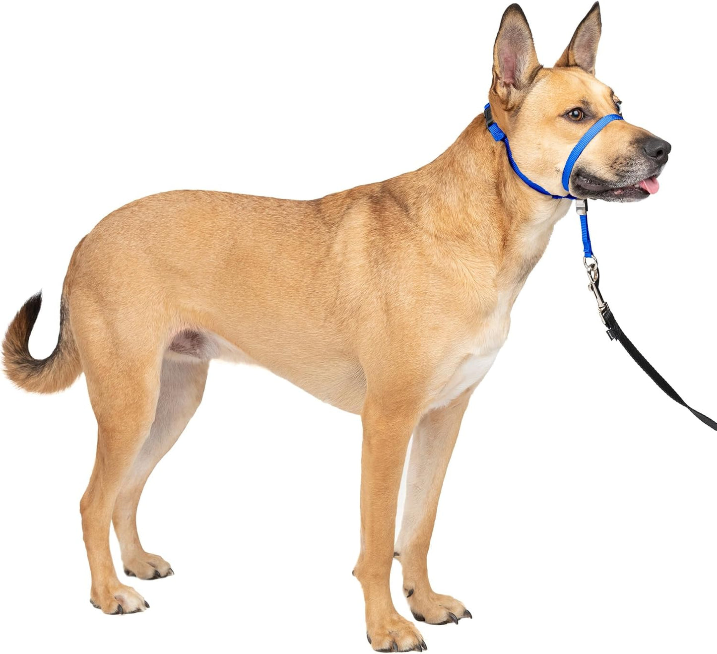 PetSafe Gentle Leader No Pull Dog Headcollar, Black, Medium | Veterinary Behaviorist-Designed No-Pull Headcollar Redirects Pulling Instinct, Padded Neoprene Nose Loop, Quick-Snap Fit