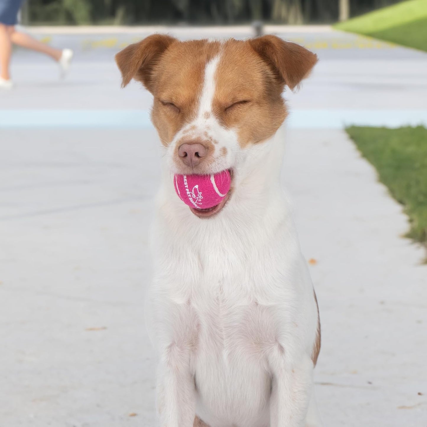 Best Pet Supplies Interactive Squeaky Dog Chew Toy, Ideal Dog Toys for Chewers, Small, Medium & Large Dogs, and Fetch Lovers - Crinkle Duck (Yellow), Large