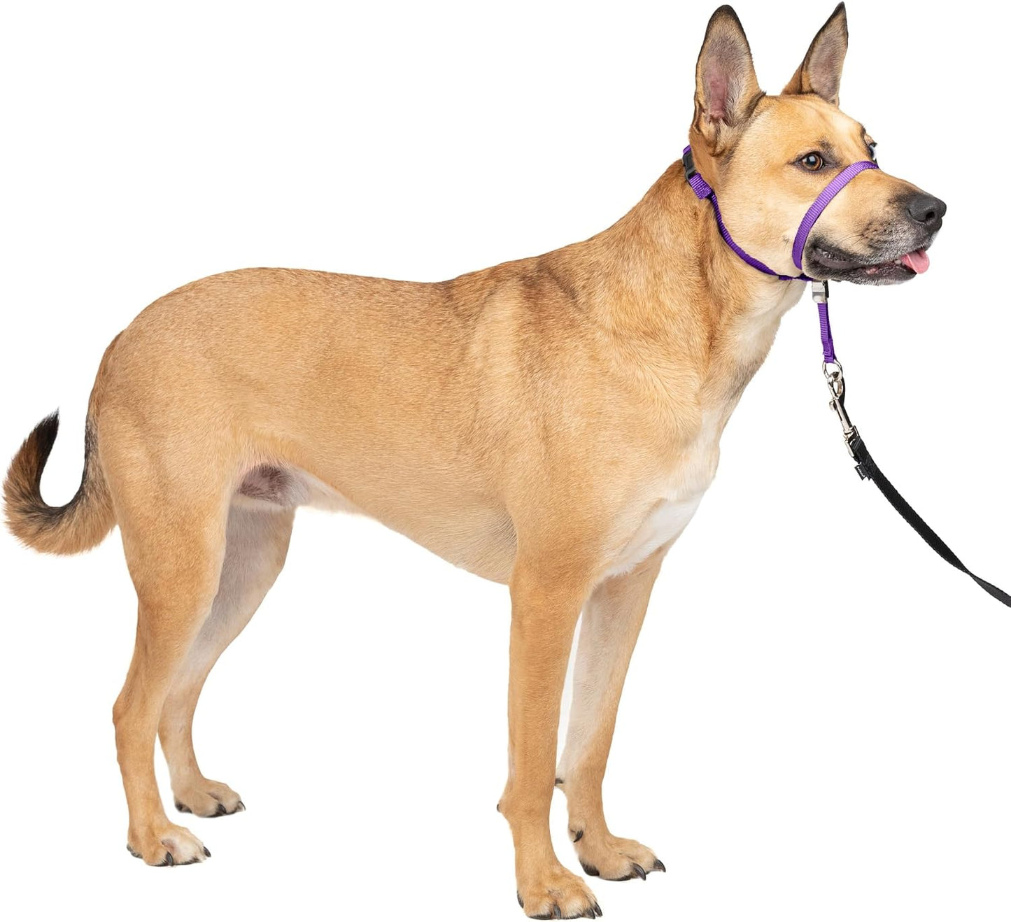 PetSafe Gentle Leader No Pull Dog Headcollar, Black, Medium | Veterinary Behaviorist-Designed No-Pull Headcollar Redirects Pulling Instinct, Padded Neoprene Nose Loop, Quick-Snap Fit