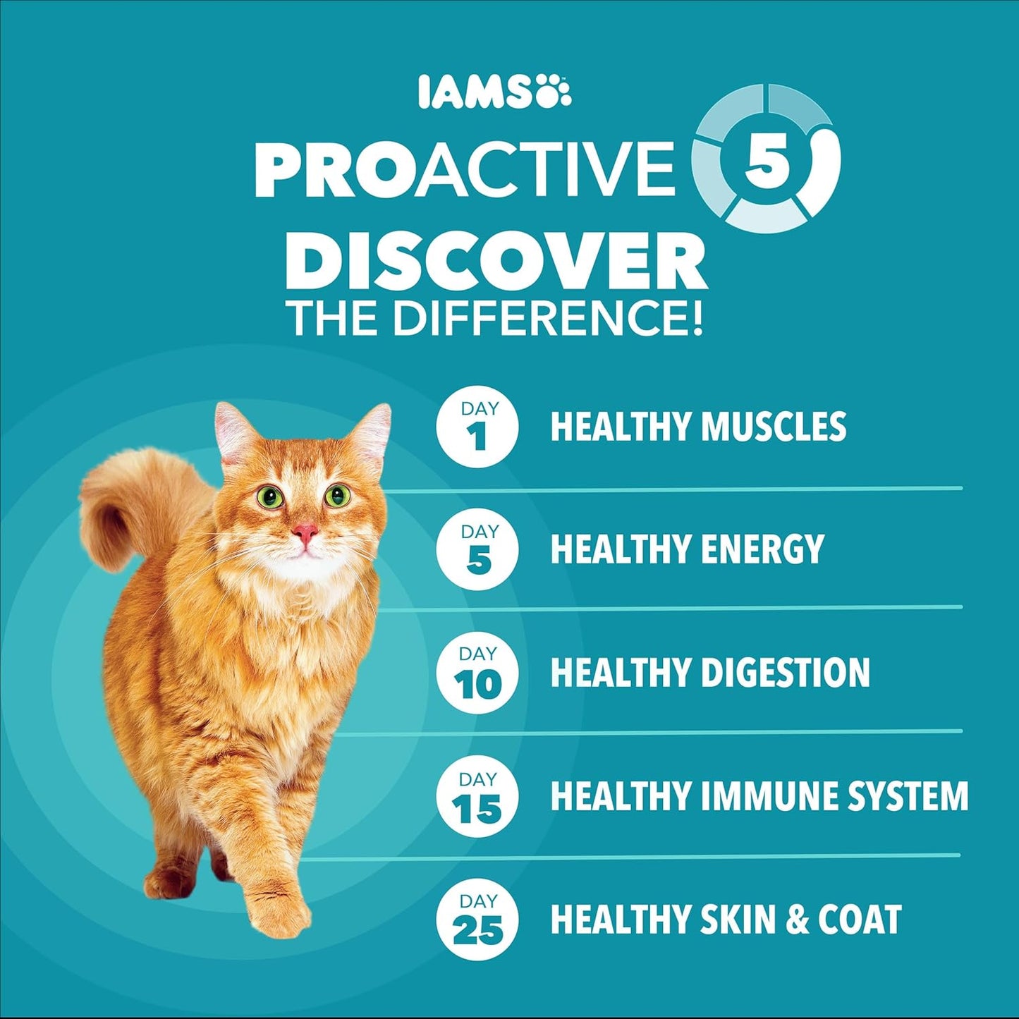 IAMS Proactive Health Indoor Dry Cat Food, Chicken & Turkey, 7 lb | Vet-recommended, Real Chicken #1 Ingredient, Proprietary Fiber Blend, Prebiotics for Healthy Digestion, Hairball Control
