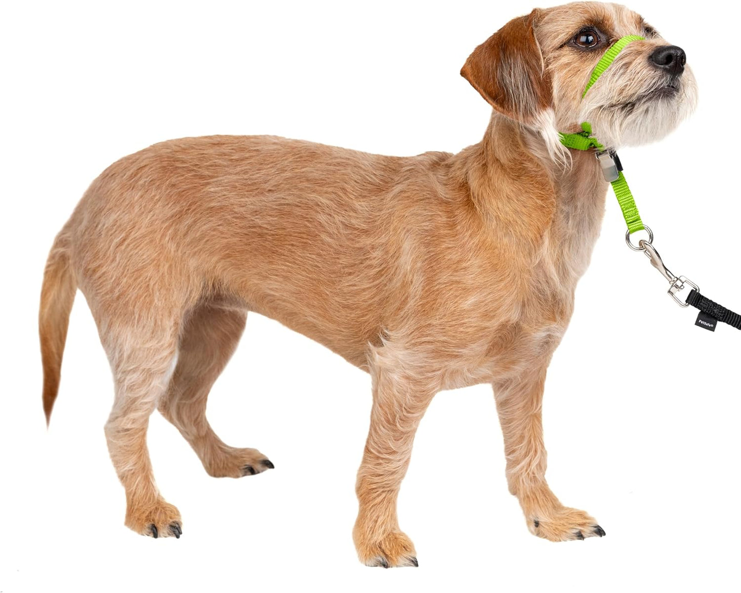 PetSafe Gentle Leader No Pull Dog Headcollar, Black, Medium | Veterinary Behaviorist-Designed No-Pull Headcollar Redirects Pulling Instinct, Padded Neoprene Nose Loop, Quick-Snap Fit